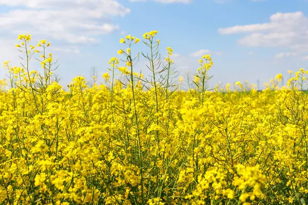 Tecavüz tohumu. Petrol yapmak için bir kolza tohumu tarlasına yakın çekim.