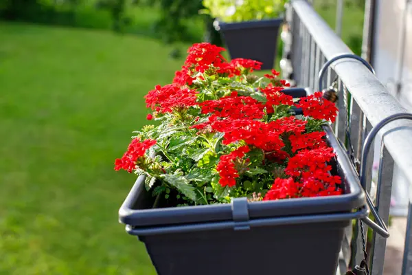 stock image pot of flowers hanging on the balcony. growing plants