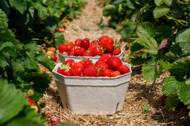 Taze çilek sepeti. Çilekli tarlalar hasat için hazır. Bir sürü taze çilek..