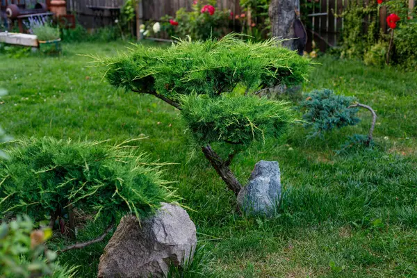 stock image juniper in the garden plant care gardening