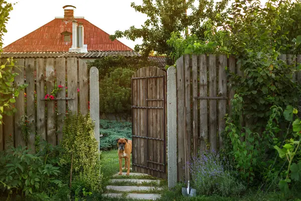 stock image dog in the gate cozy view of the family house in the garden