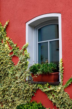 Kırmızı duvarda yeşil sarmaşık olan arkaplan ev penceresi