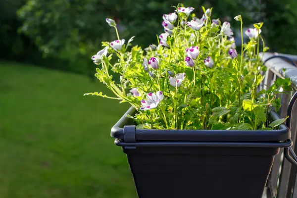 Balkondaki bir tencerede Nemophila maculata. Balkon için çiçekler