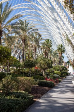 Parktaki palmiye ağaçları. Valencia İspanya