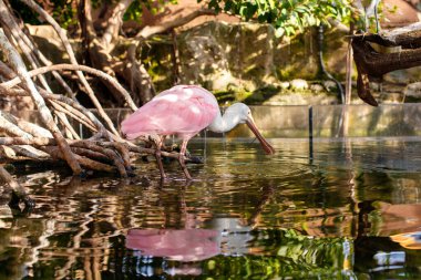 Kuş parkında suyun yanında gül kaşığı gagalı kuş.