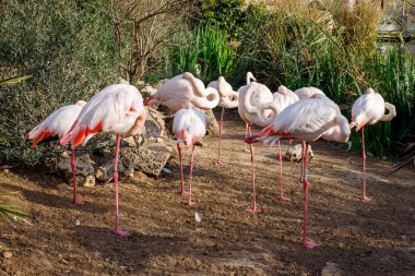 Valencia 'da bir parkta flamingolar