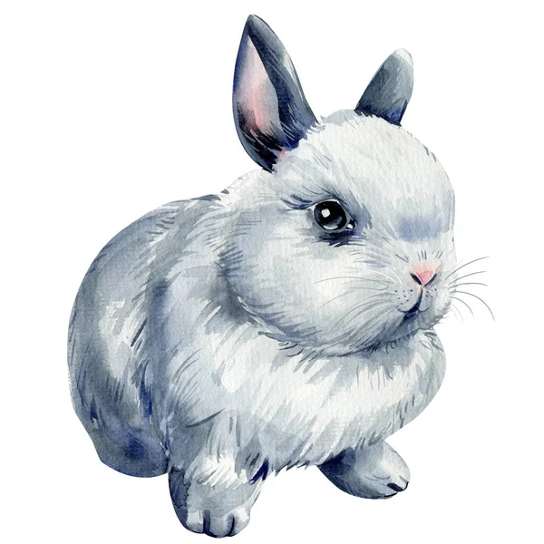 兔子在孤立的白色背景 水彩画 灰兔高质量的例证 — 图库照片