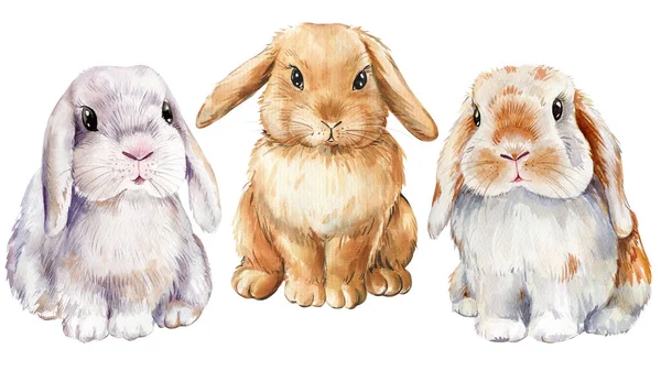 İzole edilmiş beyaz arka planda sevimli tavşanlar, suluboya resimli tavşanlar. Yüksek kaliteli illüstrasyon