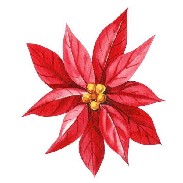 Czerwony Kwiat Ponsetia Odizolowanym Białym Tle Ilustracja Akwarela Wysokiej Jakości — Zdjęcie stockowe