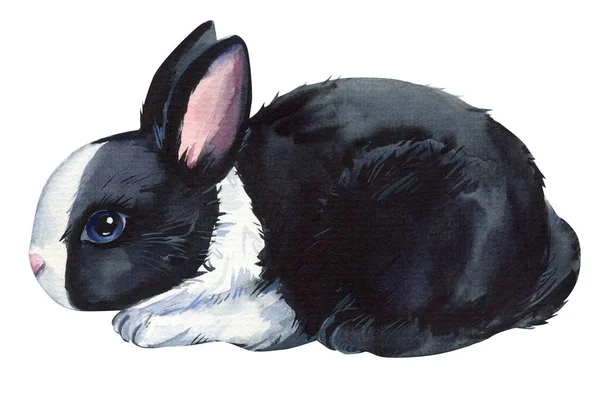 兔子在孤立的白色背景 水彩画 高质量的例证 — 图库照片