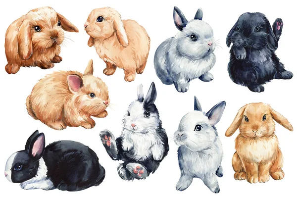 Cute bunnies on isolated white background, bunny watercolor illustration. High quality illustration