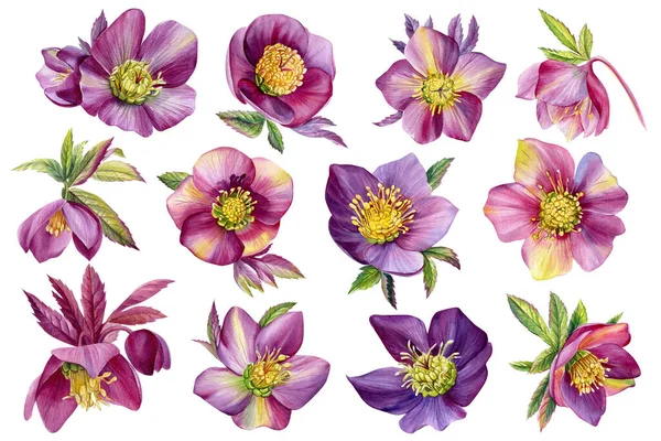 Hellebore Zestaw Kwiatów Odosobnionym Tle Akwarela Malarstwo Botaniczne Ręcznie Rysowane — Zdjęcie stockowe
