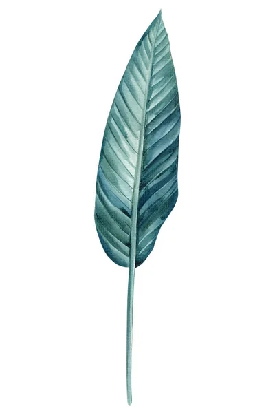Folha Palma Definida Fundo Isolado Aquarela Pintura Botânica Desenhado Mão — Fotografia de Stock