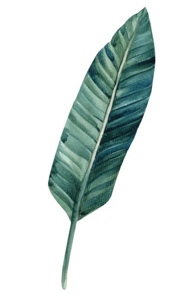 Folha Verde Strelitzia Sobre Fundo Isolado Desenhado Mão Aquarela Pintura — Fotografia de Stock