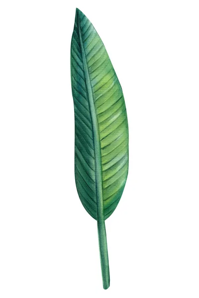 Grönt Löv Strelitzia Isolerad Bakgrund Handritad Akvarell Botanisk Målning Högkvalitativ — Stockfoto