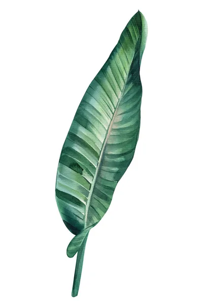Grönt Löv Strelitzia Isolerad Bakgrund Handritad Akvarell Botanisk Målning Högkvalitativ — Stockfoto