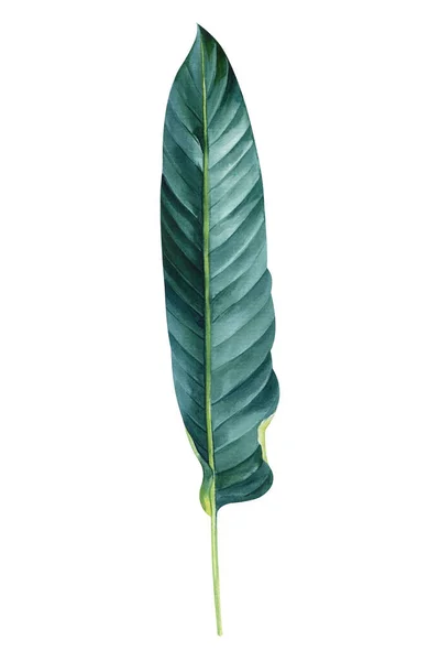 Trópusi Zöld Levelek Strelitzia Fehér Háttér Akvarell Botanikus Festészet Dzsungel — Stock Fotó