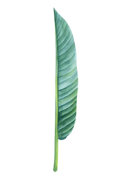 Trópusi Zöld Levelek Strelitzia Fehér Háttér Akvarell Botanikus Festészet Dzsungel — Stock Fotó