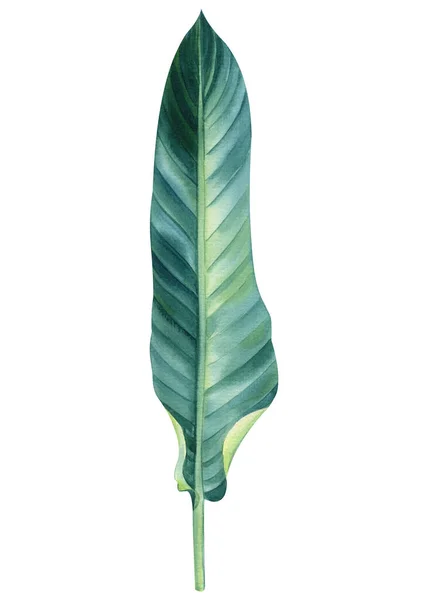 Palmblatt Auf Weißem Hintergrund Aquarell Botanische Malerei Dschungel Design Hochwertige — Stockfoto