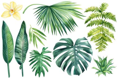 Beyaz arka planda izole edilmiş tropikal yapraklardan ve orkide çiçeklerinden oluşan botanik çizim seti. Orman renkli bitki. Yüksek kaliteli illüstrasyon