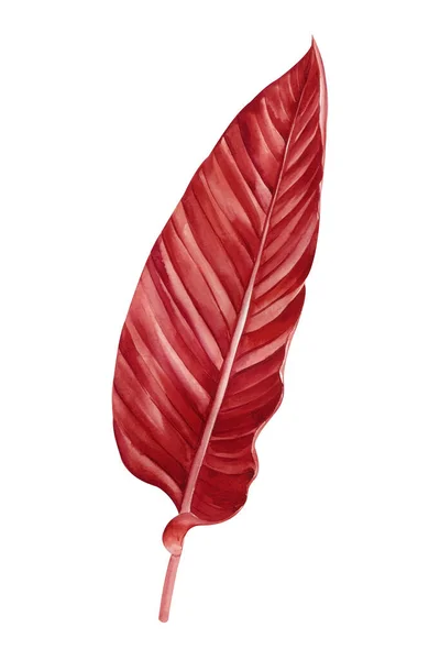Feuille Rouge Élément Décoratif Floral Plante Tropicale Illustration Aquarelle Illustration — Photo