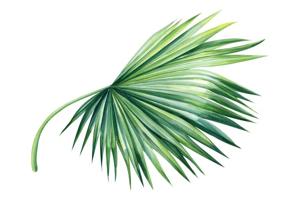 Tropische Blätter Isoliert Auf Weißem Hintergrund Jungle Green Plant Botanische — Stockfoto