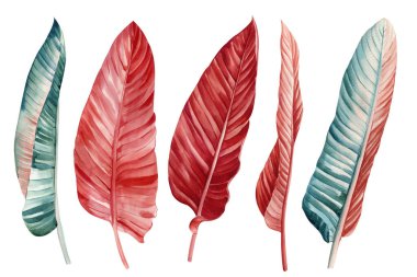 Beyaz arka planda izole edilmiş tropikal yapraklar. Detaylı renkli bitki koleksiyonu. Yüksek kaliteli illüstrasyon