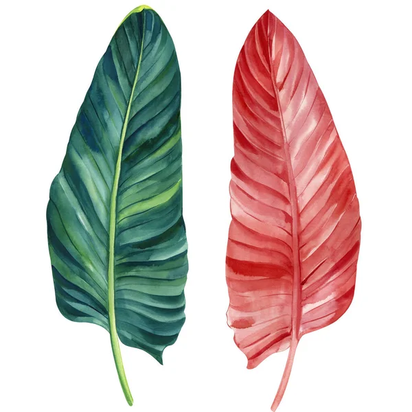 Tropische Flora Palmblatt Handgezeichnete Aquarell Botanische Illustration Jungle Red Und — Stockfoto