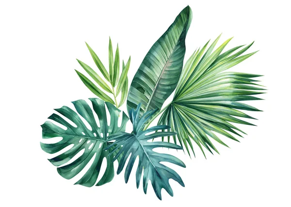 熱帯の葉は白い背景に孤立しています ジャングルの緑の植物 植物図 高品質のイラスト — ストック写真