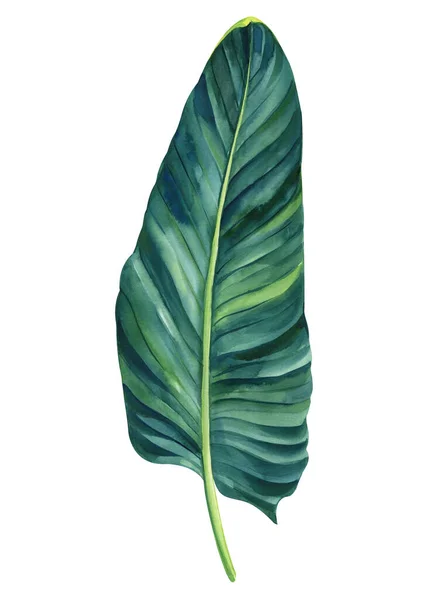 Τροπική Χλωρίδα Φύλλα Φοίνικα Ζωγραφισμένα Στο Χέρι Ακουαρέλα Βοτανική Απεικόνιση — Φωτογραφία Αρχείου