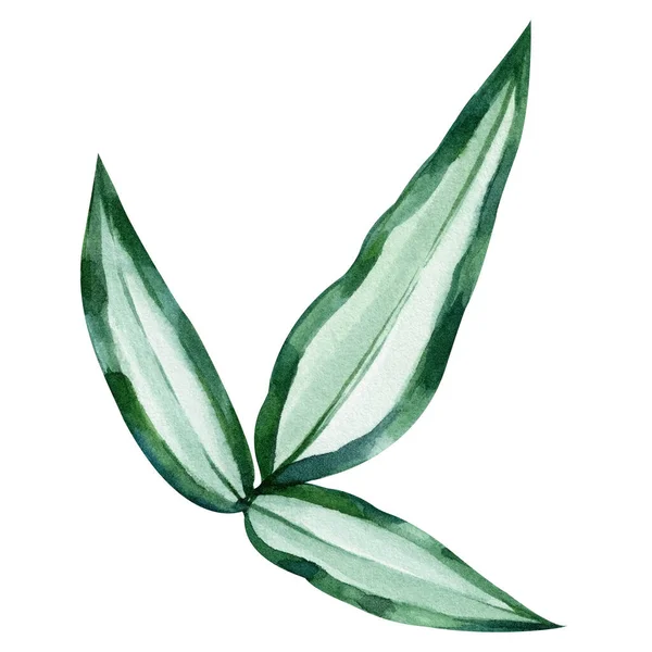 Folha Tropical Verde Sobre Fundo Isolado Aquarela Pintura Botânica Desenhado — Fotografia de Stock