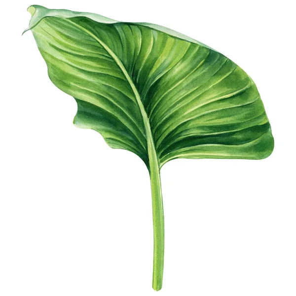 Grünes Blatt Aquarell Botanische Malerei Handgezeichnetes Bild Auf Isoliertem Hintergrund — Stockfoto