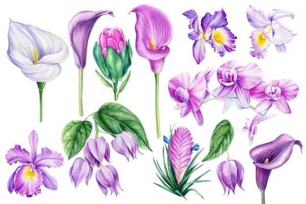 Набор Фиолетовых Тропических Цветов Изолированном Белом Фоне Орхидея Прочай Калла — стоковое фото