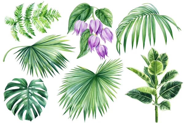 Foglie Fiori Piante Tropicali Sfondo Bianco Acquerello Illustrazione Botanica Elementi — Foto Stock