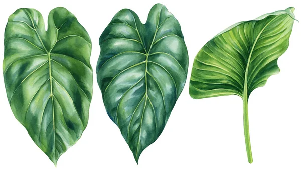 Tropische Pflanzen Grünes Blatt Auf Isoliertem Weißem Hintergrund Aquarell Illustration — Stockfoto