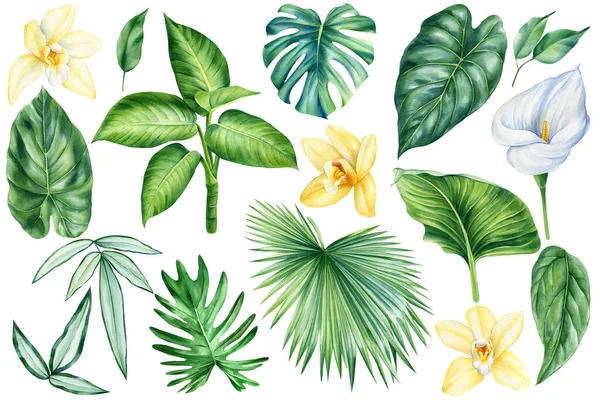 Sada Tropických Listů Květin Izolované Akvarel Botanická Malba Barevná Sbírka — Stock fotografie