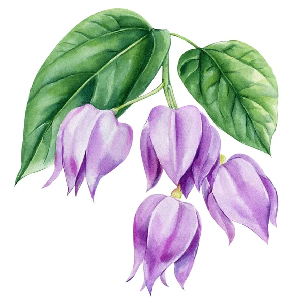 Sada Tropických Listů Květin Izolovaném Pozadí Akvarel Botanické Malby Ručně — Stock fotografie
