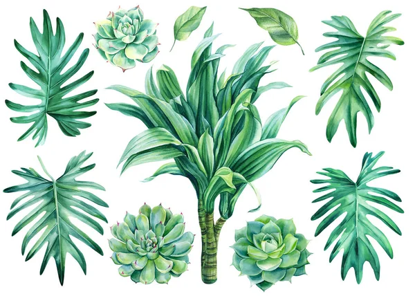 Monstera Leaves Dracaena Palma Šťavnaté Izolované Pozadí Botanická Akvarel Zelená — Stock fotografie