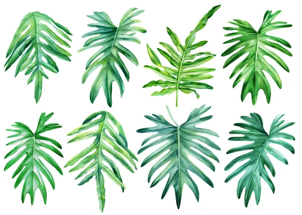 Φύλλα Από Φιλόδεντρο Ζωγραφισμένα Στο Χέρι Τροπικά Φυτά Ακουαρέλα Εξωτικά — Φωτογραφία Αρχείου