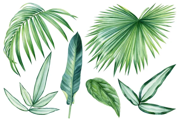Φύλλα Φοίνικα Τροπικά Πράσινα Φυτά Λευκό Φόντο Ακουαρέλα Βοτανική Απεικόνιση — Φωτογραφία Αρχείου