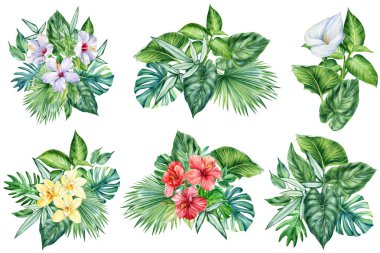 Orman yeşili suluboya bitkisi. Beyaz arka planda tropikal yapraklar ve çiçek amfibiği. Botanik illüstrasyon. Yüksek kaliteli illüstrasyon