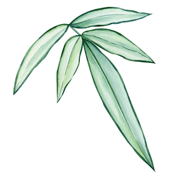 Πράσινο Τροπικό Φύλλο Απομονωμένο Φόντο Ακουαρέλα Βοτανική Ζωγραφική Ζωγραφισμένα Στο — Φωτογραφία Αρχείου