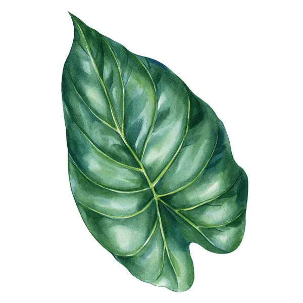 Plantas Tropicais Folha Verde Sobre Fundo Branco Isolado Ilustração Aquarela — Fotografia de Stock