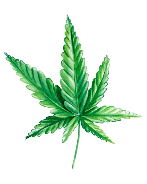 Cannabisisolated Białym Tle Zielone Liście Ręcznie Rysowane Akwarela Ilustracja Wysokiej — Zdjęcie stockowe