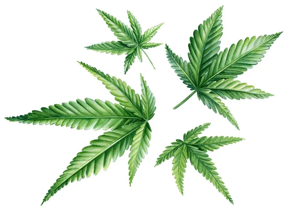 Cannabis Set Isolated White Background Green Leaves Hand Drawn Watercolor — Stock Photo, Image