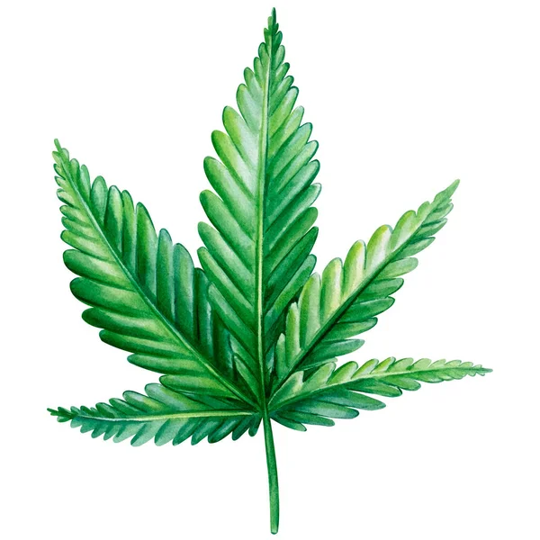 Cannabisisolated Hvid Baggrund Grønne Blade Håndtegnet Akvarel Illustration Høj Kvalitet - Stock-foto