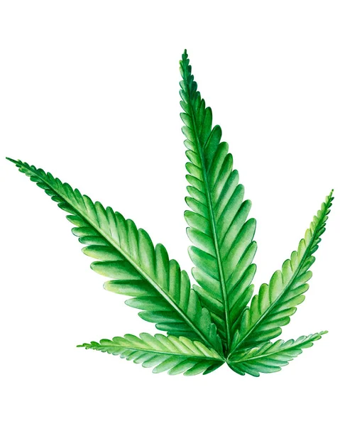 Cannabisisolerad Vit Bakgrund Gröna Blad Handritade Akvarell Illustration Högkvalitativ Illustration — Stockfoto