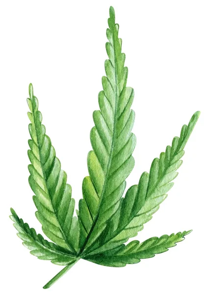 Cannabis Satt Isolerad Vit Bakgrund Gröna Blad Handritade Akvarell Illustration — Stockfoto