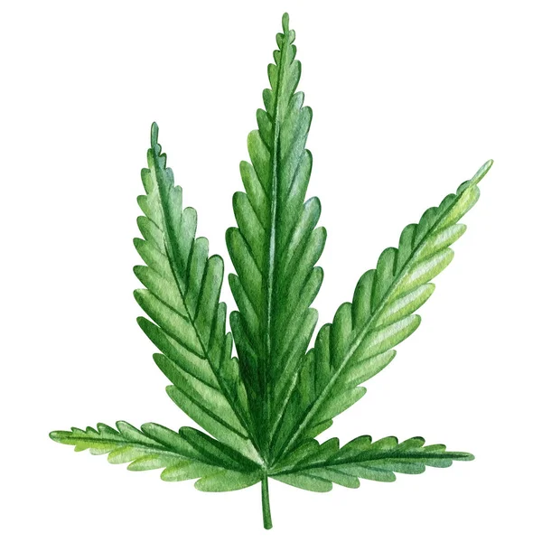 Cannabis Set Isolato Sfondo Bianco Foglie Verdi Illustrazione Acquerello Disegnato — Foto Stock