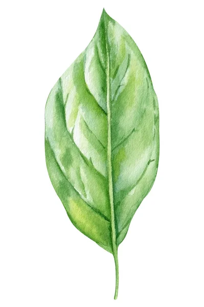 Зеленый Лист Изолированном Фоне Акварельная Ботаническая Иллюстрация Высокое Качество Иллюстрации — стоковое фото
